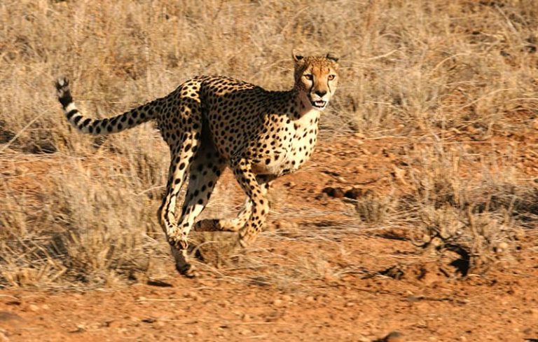 Guépard à Samburu - Conseils photos guide en ligne pour safari photo en Afrique - guide de voyage safari en ligne