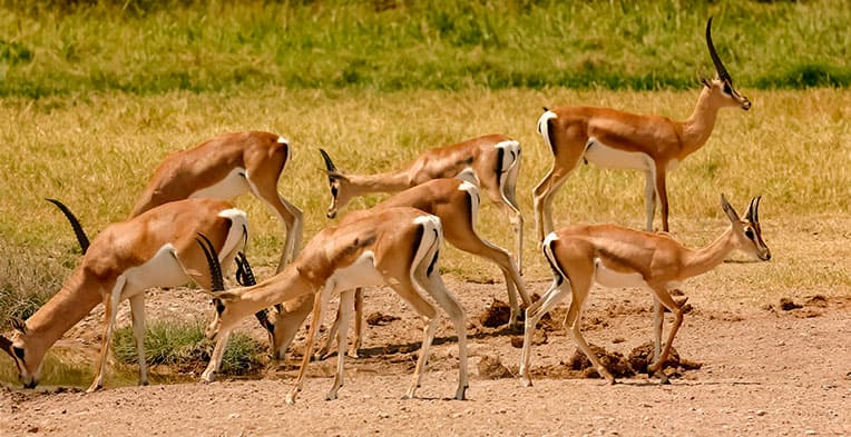 Choix safari Kenya, les impalas en groupe au bord d'un point d'eau