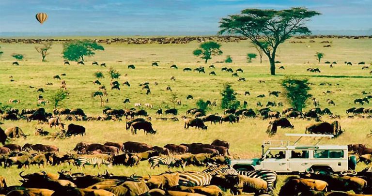 Guide safari en ligne, destination Kenya, bons plans. Guide Kenya safari en ligne qui vous permettra d'organiser votre voyage, safari