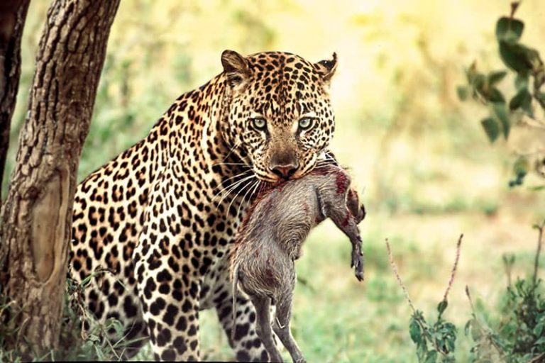 Léopard à Masaï Mara - Conseils photos guide en ligne pour safari photo en Afrique - guide de voyage safari en ligne