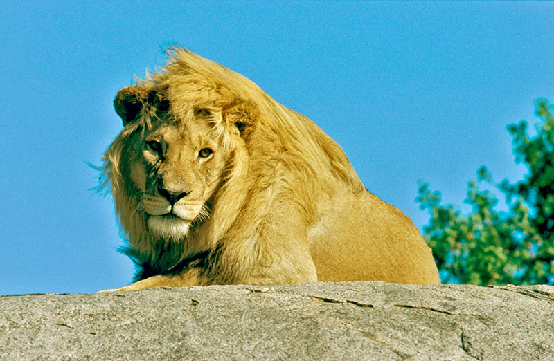 Lion - Kenya ou Tanzanie en safari, lequel en fonction des parcs réserves et prix ?