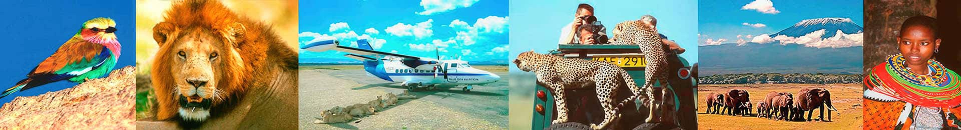 Bandeau Guide safari